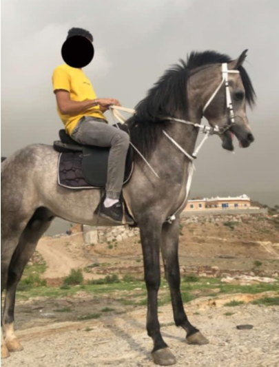 للبيع حصان عربي والبيع شعبي 12710