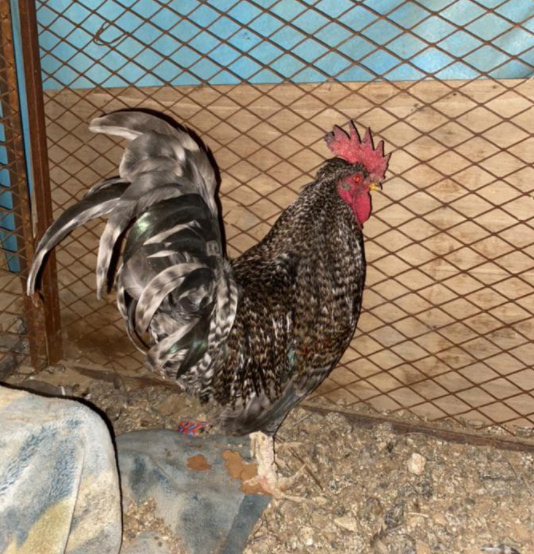 للبيع دجاج وديك فيومي في الرياض 14810