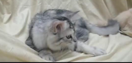 للبيع قطط شيرازي عمرها عامين ونصف في مكة 15310