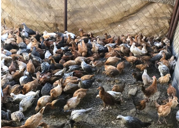 للبيع دجاج بلدي في ابها 25910