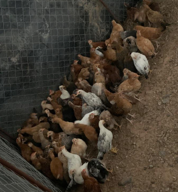 للبيع دجاج بلدي عدد 48 جوز في القصيم 28710