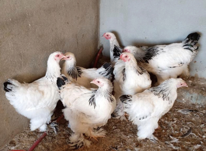 7 دجاجات براهما عمر 5 أشهر لون كولومبي للبيع 2911