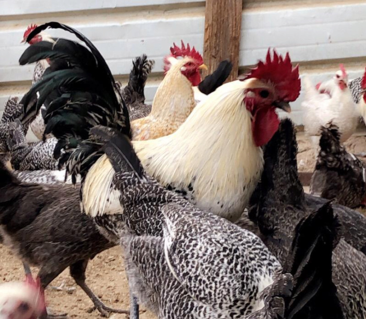 للبيع جاج فيومي تركي وكويتي وشبابي 36310