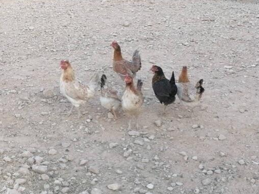 للبيع 6 دجاج بلدي صحة شرط الشرط 38110