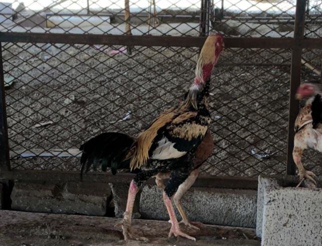 للبيع دجاج باكستاني 5211