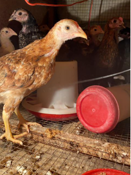 للبيع صوص دجاج العدد تقريباً 25 جوز ووحولها 8311