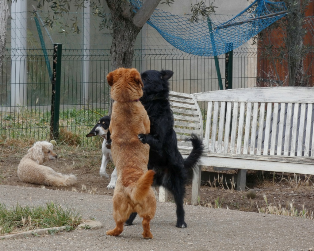 KIRITO - Chiot mâle croisé de taille moyenne à l'âge adulte - Né environ en Juin 2022 - Refuge de Monica- Pris en charge par l'association "Jamais sans mon chien " en France  P1090112