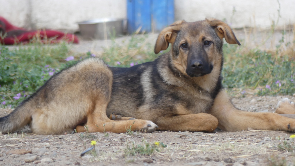CHARLIE - Chiot mâle croisé de taille moyenne à l'âge adulte - Né environ en Février 2023 - Refuge de Maya - Pris en charge par l'association "Jamais sans mon chien " en France  P1330712