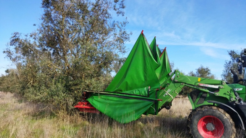 Recuperación de finca de olivar tradicional (Portugal) Img-2012