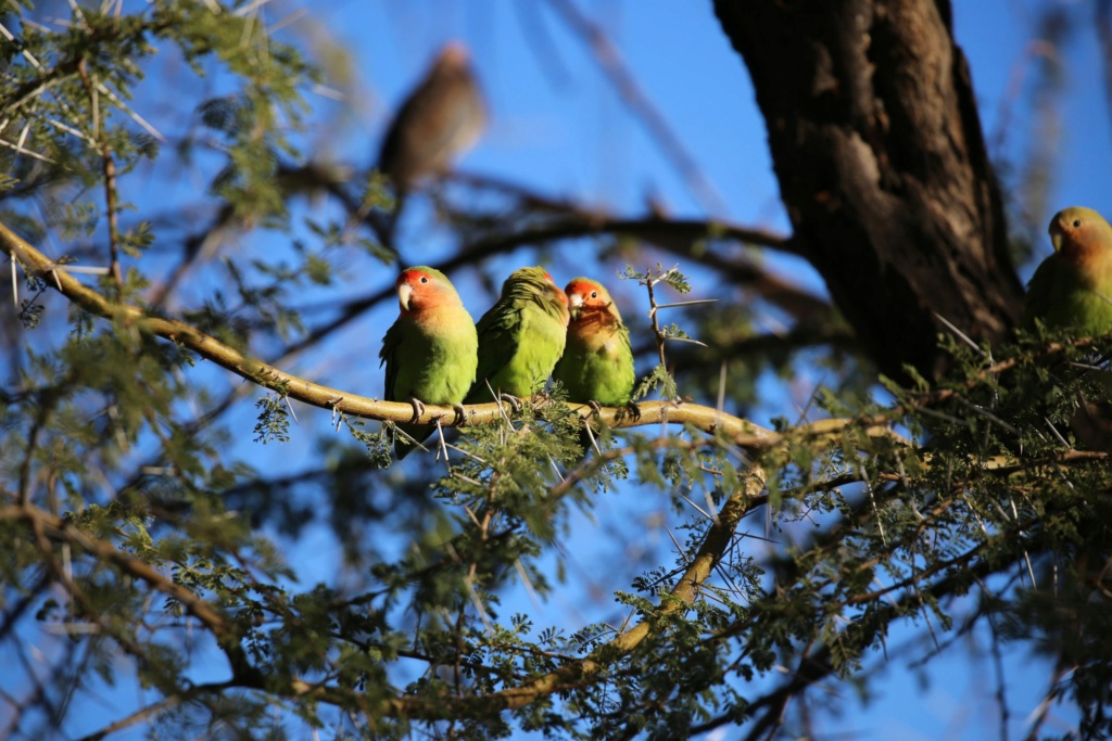 En famille en Namibie, carnet de voyage Img_6210