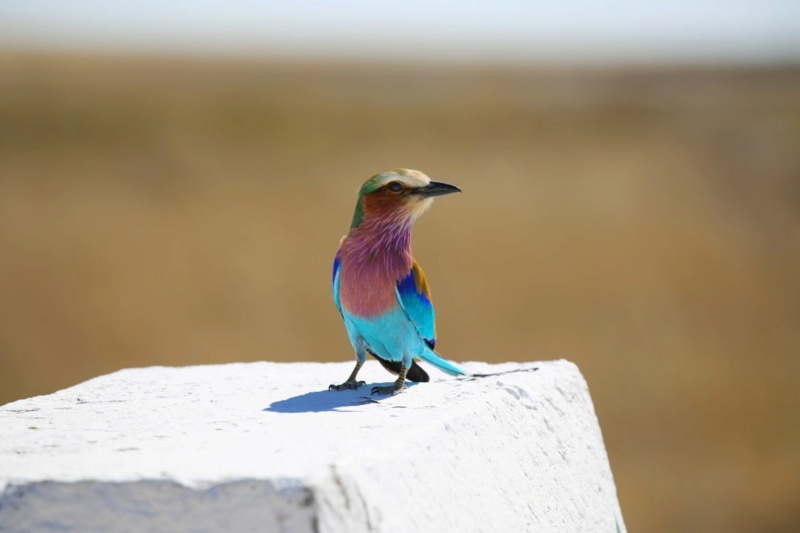 En famille en Namibie, carnet de voyage Img_6711