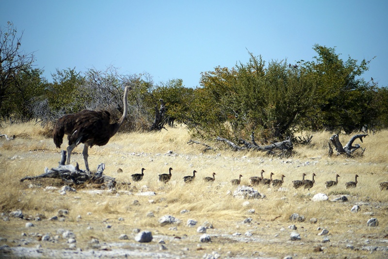 En famille en Namibie, carnet de voyage P1100012