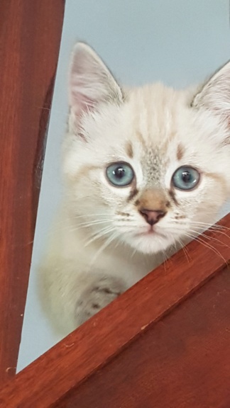 Tiah chaton femelle 20220512