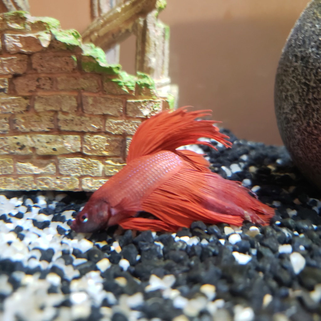 Mon poisson combattant (Spartacus) 16664611