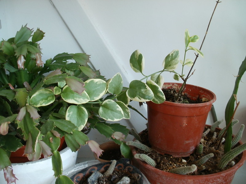 Fotos de plantas variegas ( Variegata ) - Página 2 15571210