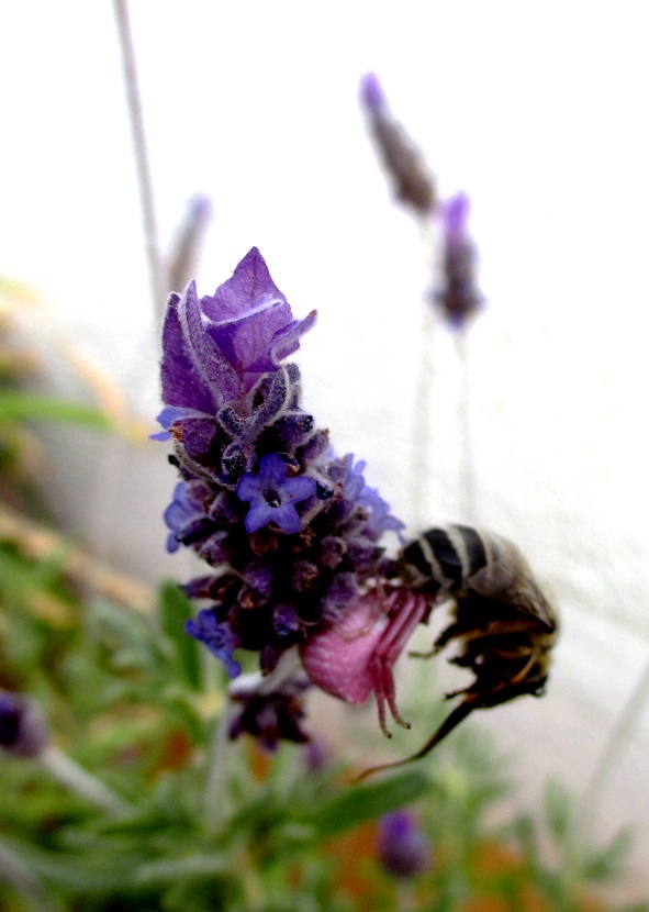 Nido de abejas en la terraza Aranyi10