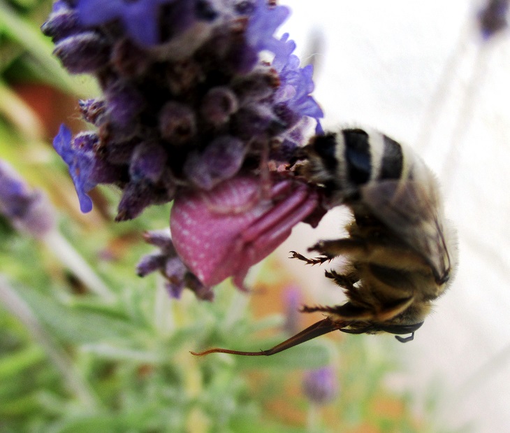 Nido de abejas en la terraza Aranyi11