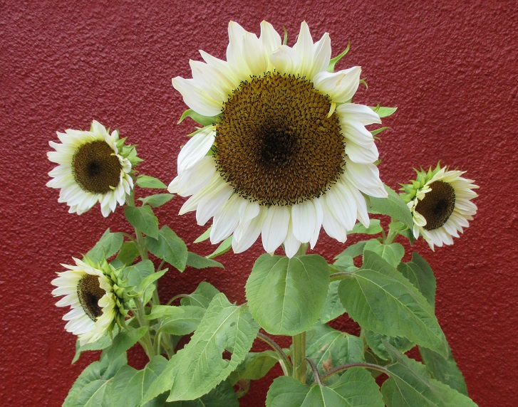 ¿Qué vais a sembrar para esta primavera? - Página 2 Giesde10