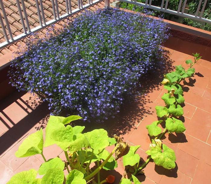 Nuestras plantas - Página 2 Lobeic11