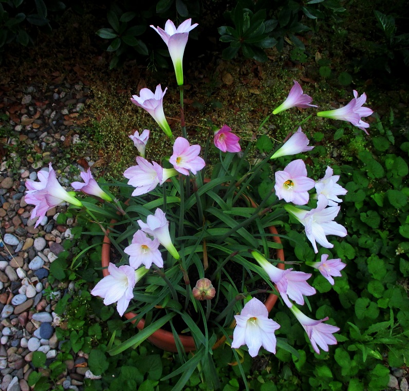 Nuestros Zephyranthes Zepqua12