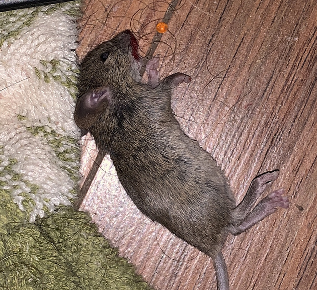 Suddenly find myself a mouse owner after a wild house mouse came to me for help Lump110