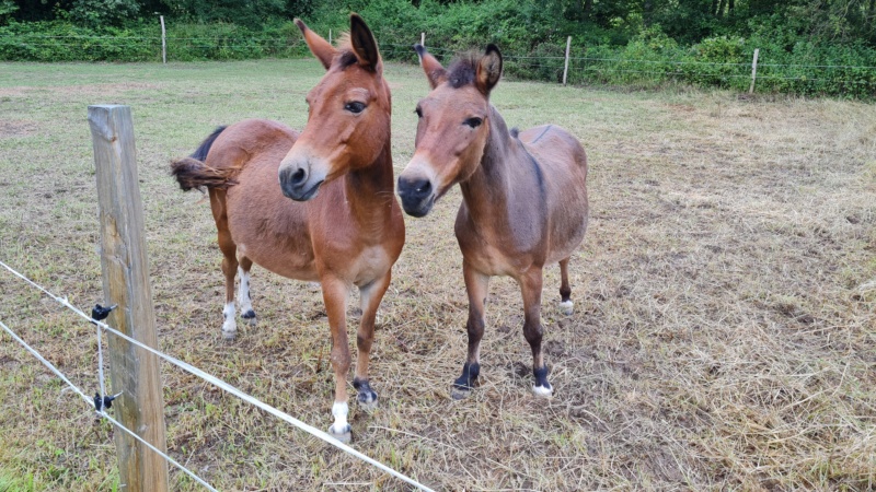 PÉTRONILLE  - ONC Mule née en 2000 - Adoptée avec TARTUFFE en février 2023 par Suzanne 20240715