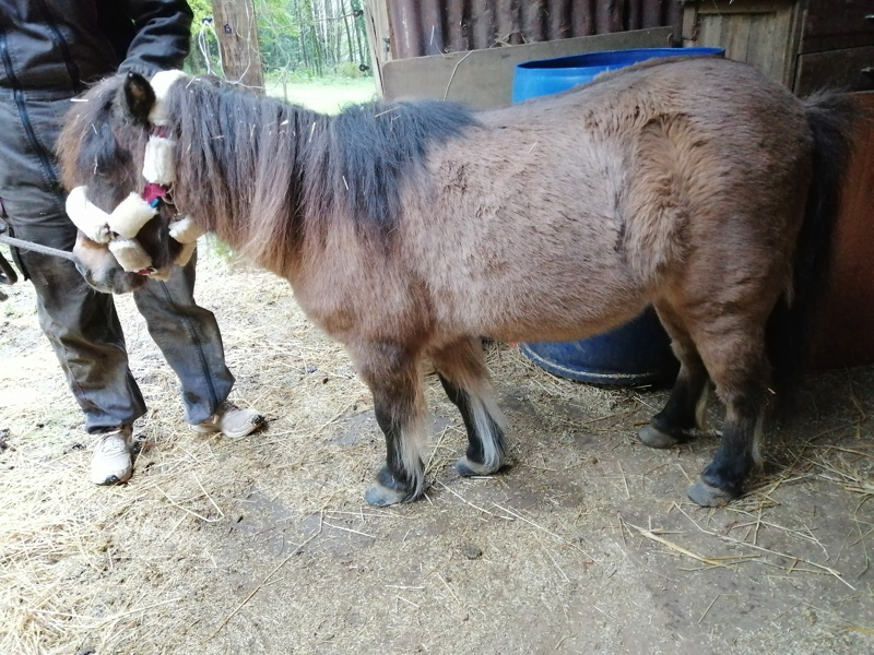 AMULETTE - ONC Poney née en 1998 - adoptée en juin 2016  par Amélie Amulet21