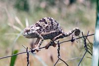 Le Caméléon 250px-19