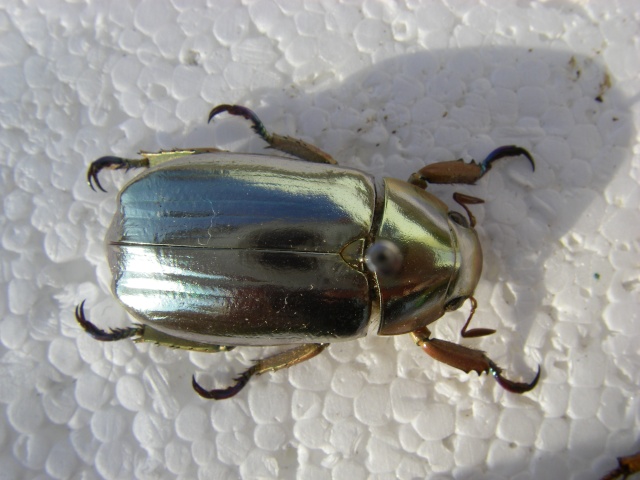 [Chrysina chrysargirea]Chrysina 1 Imgp1310