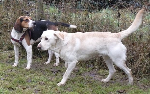 Malta, femelle x beagle sortie de fourrire, traumatise Maltai10