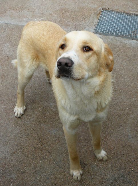 79/86/49/37   -  jeune croisé labrador ? creme/blanc thouars Xlabcr11