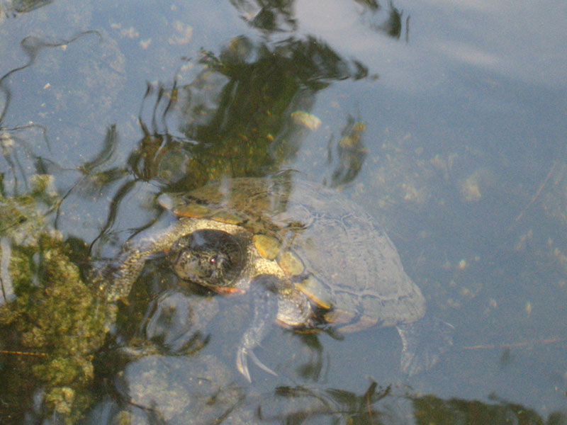 Noël à Miami Tortue10