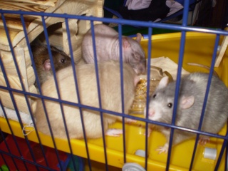 Les rats acrobates P1020011