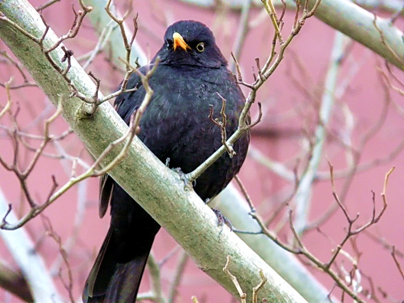 Un oiseau noir 18-02-10