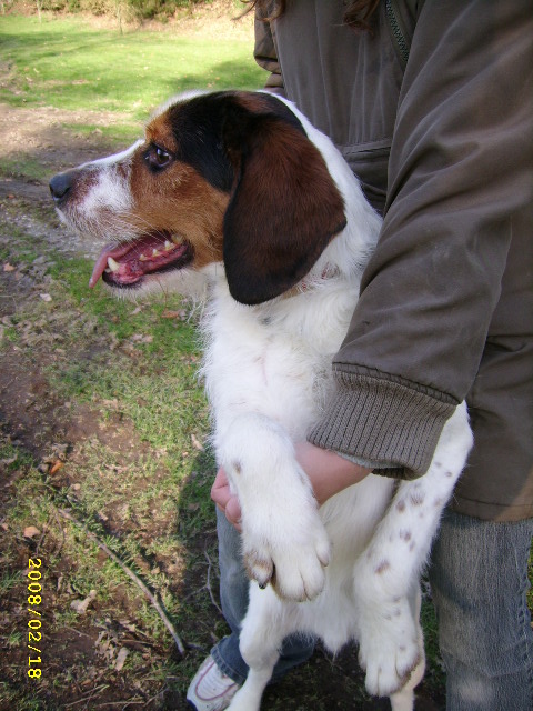 ADHOC, croisé beagle/griffon mâle, 5 ans 1/2 (56) A_voir12