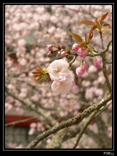 Ca sent le printemps P1030010