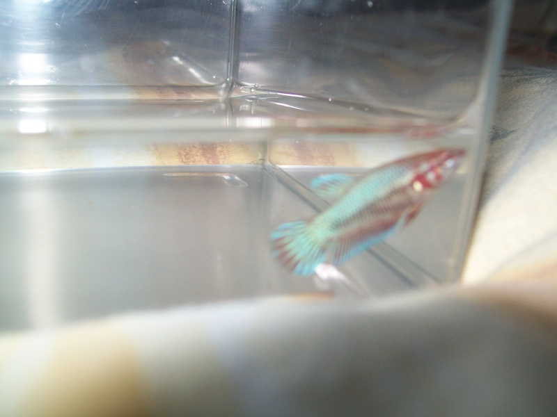 [VENDS] Bettas Splendens [62] 1111