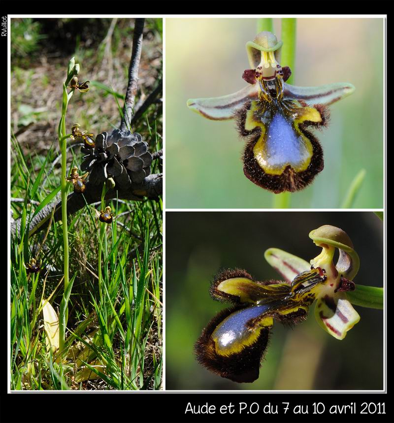 Ophrys speculum( Ophrys miroir ) 11-04-17