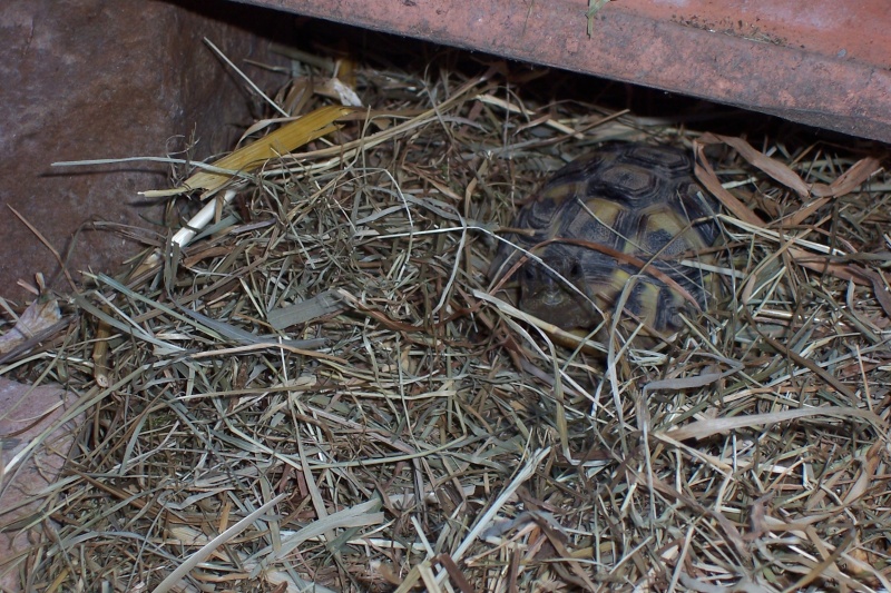 ma  tortue Fevr_010