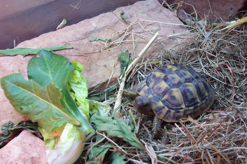 ma  tortue Fevr_011