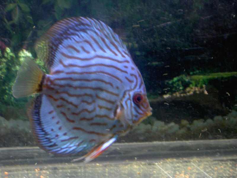 turquoise rouge Discus11