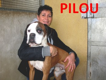 Pilou, boxer mâle de 8 ans à Marseille 84091210