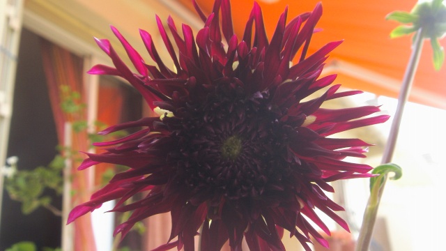 Les dahlias. Photos et disscusions. 16_jui10
