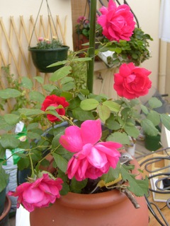 couper les fleurs fanées sur rosier S7000810