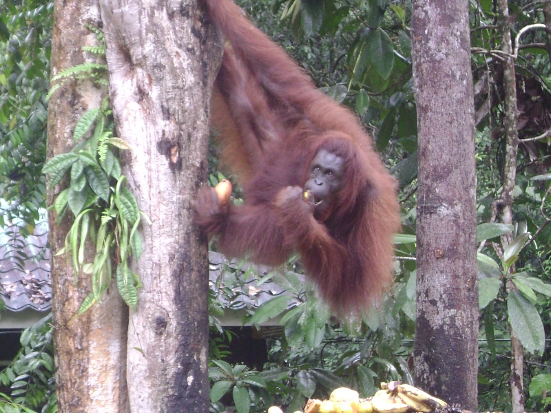 voeux 2008 Borneo13
