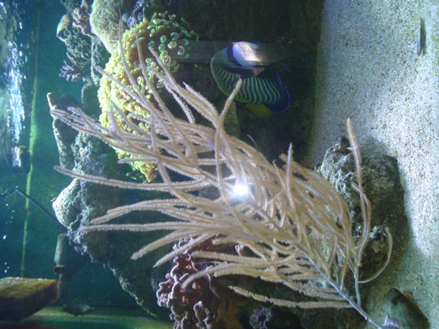[b]plus d'anemone=nouvel aquarium[/b] - Page 3 Dsc05210