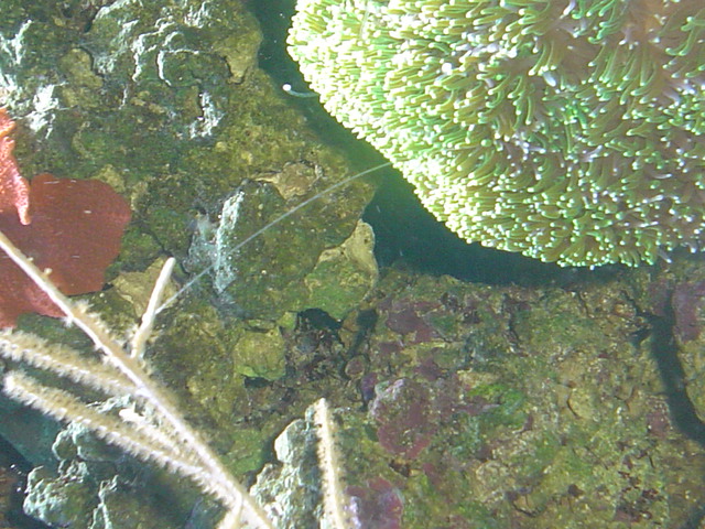 [b]plus d'anemone=nouvel aquarium[/b] - Page 3 Dsc05211