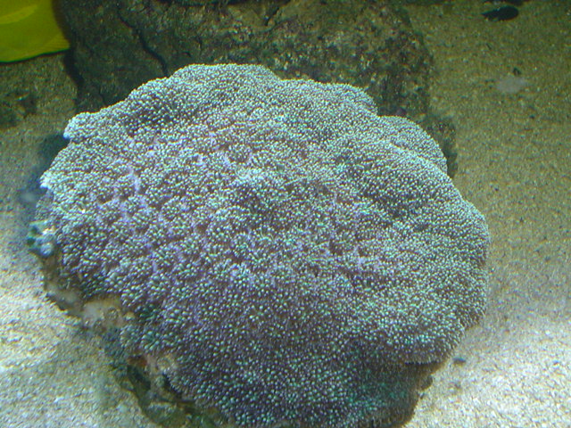 [b]plus d'anemone=nouvel aquarium[/b] - Page 3 Dsc05212