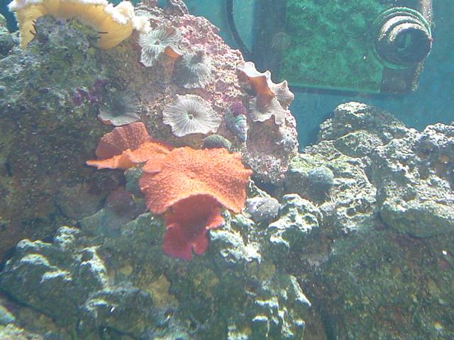 [b]plus d'anemone=nouvel aquarium[/b] - Page 3 Dsc05213