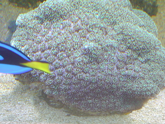[b]plus d'anemone=nouvel aquarium[/b] - Page 3 Dsc05310